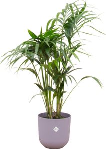 Kentia Palme - Forstersche Kentia - Zimmerpflanze - Ø26cm - ↨130cm + Topf Jazz Flieder