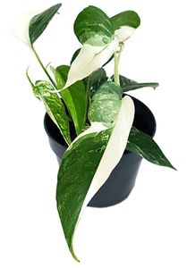 Fangblatt - Epipremnum pinnatum variegata - panaschierte Efeutute - grün-weiße Blätter -Zimmerpflanzen Rarität