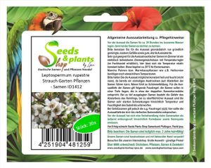 20x Leptospermum rupestre Strauch Garten Pflanzen - Samen ID1412