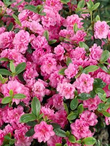 Rhododendron 'Rosebud' 20-25cm Japanische Azalee Winterhart C2 Topf