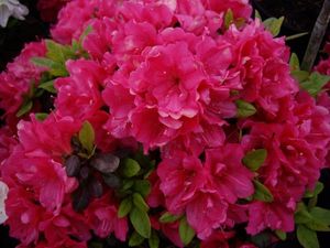 Japanische Azalee Canzonetta - Rhododendron obtusum Canzonetta - 20-25cm