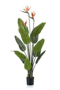 Emerald Künstliche Pflanze Strelitzia im Topf mit Blumen 120 cm