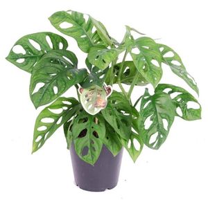 Plant in a Box - Monstera 'Affenmaske'  - Fensterblatt - Zimmerpflanze - Topf 12cm - Höhe 25-30cm