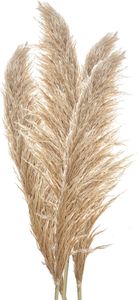 Clayre &amp; Eef 5DF0044 Dekoracyjna trawa pampasowa w naturalnych kolorach 70 cm zestaw 5 szt