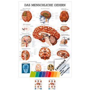 Gehirn Mini-Poster Anatomie 34x24 cm medizinische Lehrmittel