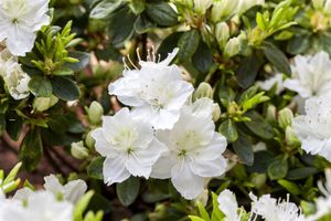 Japanische Azalee 'Maischnee'® Rhododendron obt.'Maischnee'  -R- C 2 15-  20