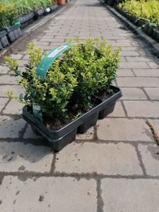 Ilex 'Crenata' 20-25 cm 6 Pflanzen - Stechpalme Heckenpflanzen - Idealer Buchsbaum-Ersatz