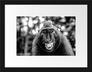 Lustiger Affe lacht mit offenem Maul, MonochromeBilderrahmen mit Galerie-Passepartout / Format: 38x30cm / gerahmt / hochwertige Leinwandbild Alternative