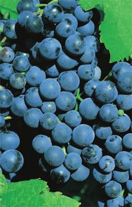 Vitis vinifera Weinrebe Dornfelder | blaue Weintraube Tafeltraube | mittelfrühe