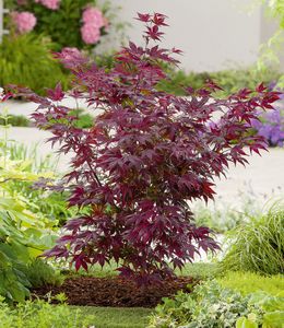 BALDUR-Garten Japanischer Ahorn 'Burgund', 1 Pflanze, Ahornbaum rote Blätter winterhart, sehr pflegeleicht, Acer palmatum atropurpureum, Fächerahorn-Rarität