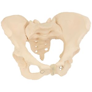 Anatomie Skelett Modell Lebensgroßes Anatomisches Modell des Weiblichen Beckens Pelvis Lebensgroß Knochenmodell MedMod