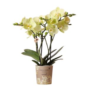 Kolibri Orchids | žlutá orchidej Phalaenopsis - výška 34 cm - velikost kvetináce 9 cm|kvetoucí pokojová rostlina - cerstve vypestováno pestitelem