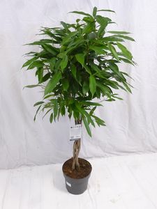 [Palmenlager] - XL Ficus bin."Amstel King" 140 cm/Hochstamm geflochten/Zimmerpflanze