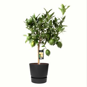 Obstpflanze von Botanicly – Citrus Limequat in schwarzem ELHO Kunststoff Übertopf als Set – Höhe: 85 cm