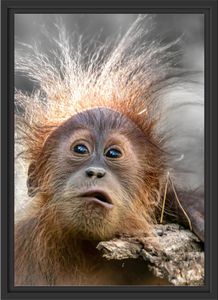 Lustiger Baby Orang-Utan mit Rinde B&W Detail im Schattenfugen Bilderrahmen / Format: 55x40 im Schattenfugen-Bilderrahmen / Kunstdruck auf hochwertigem Galeriekarton / hochwertige Leinwandbild Alternative