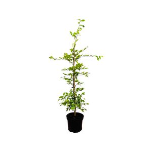 Hainbuche Carpinus betulus C3 80-100cm, Heckenpflanze, robust & pflegeleicht