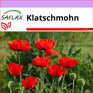 SAFLAX - Klatschmohn - Papaver rhoeas - 27000 Samen