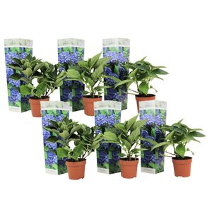 Hydrangea hortensie macrophylla - Blau - 6er Set - ⌀9cm - Höhe 25-40cm