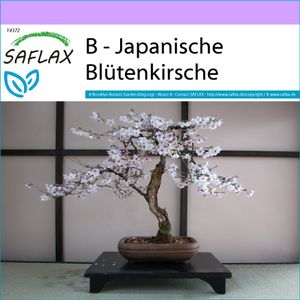 SAFLAX - Bonsai - Japanische Blütenkirsche - 30 Samen - Prunus serulata