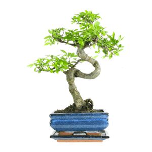 Bonsai Baum mit Keramik Blumentopf - Ligustrum, Ficus, Carmona, Podocarpus, Chinese elm - ca. 6-9 Jahre (15 cm Schale ca. 6 Jahre, Chinese elm P15 S)