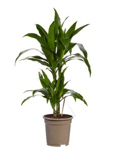 Zimmerpflanze von Botanicly – Drachenbaum – Höhe: 70 cm – Dracaena derem. Janet Craig