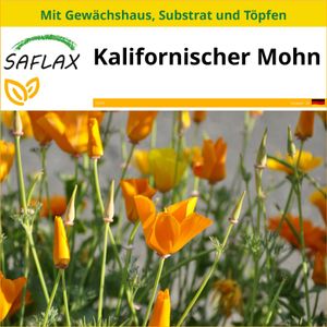 SAFLAX Anzucht Set - Kalifornischer Mohn - Eschscholzia californica - 1500 Samen - Mit Mini-Gewächshaus, Anzuchtsubstrat und 2 Töpfen