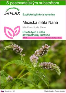 SAFLAX - Mexická mäta Nana - Mentha spicata Nane - 500 Semená - S pestovateľským substrátom bez klíčkov
