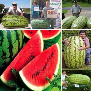 50 Stück riesige Wassermelonensamen, süßer Geschmack, Obstpflanze, Bonsai, Gartendekoration