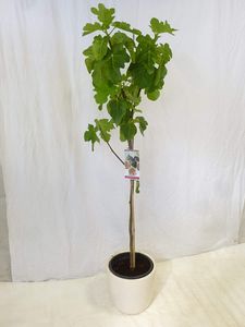 [Palmenlager] - Ficus carica 170 cm - Echter Feigenbaum
