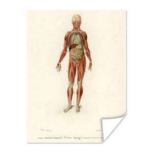 MuchoWow® Poster Anatomie - Körper - Mensch 90x120 cm - Wohnzimmer
