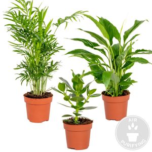 3x Schlafzimmerpflanzen-Mix | Friedenslilie - Chamaedorea - Clusia | Pflanztopf ⌀12 cm - ↕20-45 cm
