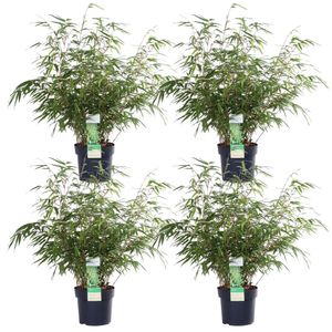 4x - Fargesia rufa - ↨60cm - Ø19
