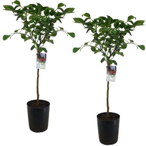 Plant in a Box - Citrus Limon - 2er Set - XL Zitronenbaum - Kübelpflanze - Terrassenpflanze - duftend - Topf 19cm - Höhe 100-120cm