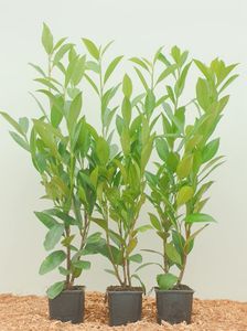 Lorbeerkirsche 'Novita' Prunus laurocerasus 'Novita' P 0,5 40 cm +
