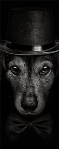 Wallario Poster - Eleganter Hund mit Zylinder in schwarz-weiß, Kunstdruck Größe: 80 x 200 cm