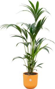 Kentia Palme - Forstersche Kentia - Zimmerpflanze - Ø26cm - ↨160cm + Topf Jazz Gelb