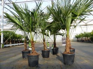 Trachycarpus fortunei 110 - 130 cm Palme Hanfpalme, winterhart bis -18°C