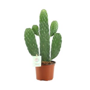 Kaktus – Ohrenkaktus (Opuntia Rubescens Consolea) – Höhe: 35 cm – von Botanicly