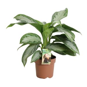 Grünpflanze – Kolbenfaden (Aglaonema Silver Bay) – Höhe: 45 cm – von Botanicly