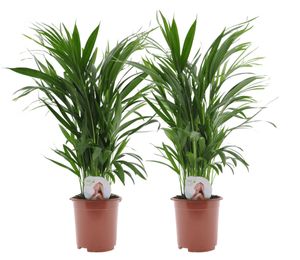 Plant in a Box - Dypsis Lutescens - Areca Goldfruchtpalme - 2er Set - Zimmerpflanzen - Goldfruchtpalmen - Luftreinigende palmen - Topf 17cm - Höhe 60-70cm