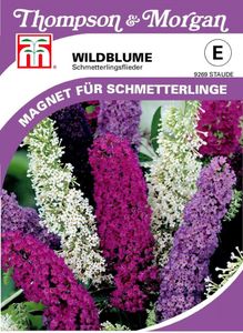 Wildblume Sommerflieder | Schmetterlingswiese von Thompson & Morgan