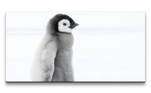 Leinwandbild 120x60cm Kleiner Pinguin Flauschig Süß Niedlich Lustig