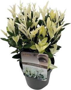 Bršlen japonský FloraSelf Euonymus Japonicus 'Extravaganza' kvetináč 2 l