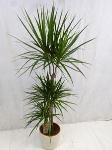 [Palmenlager] - Dracaena marginata 160 cm - Drachenbaum 3er Tuff - // Zimmerpflanze
