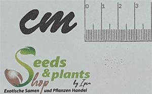 10x Phlebodium decumanum Calaguala Farn Pflanzen - Samen B2227