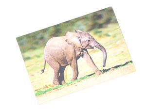 3 D Ansichtskarte Elefanten Baby, Afrika Postkarte Wackelkarte Hologrammkarte Tiere Elefant