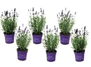 Lavandula angustifolia - 6er Set - Lavendelpflanze - Topf 10.5cm - Höhe 10-15cm