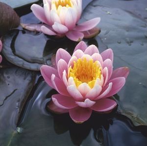Seerose FloraSelf Nymphaea-Cultivars 'Fabiola' H 5-30 cm Co 1 L