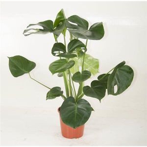 Monstera delicosa 50 cm - Köstliche Fensterblatt - Zimmerpflanze - bessere Raumluft - Grünpflanze