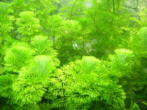Anti - Algen - Paket: Schnellwachsende Pflanzen